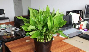 办公室装饰放什么植物比较合适？